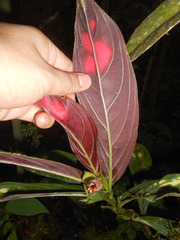 Columnea dimidiata