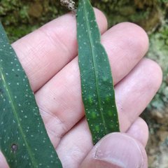 Pleopeltis