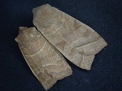 Orbona fragariae