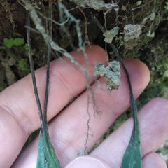 Pleopeltis