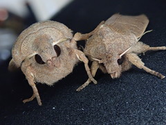 Orbona fragariae