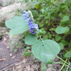 Salvia polystachia