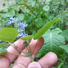 Salvia polystachia