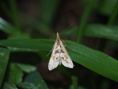 Diasemia
