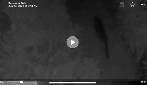 North American Mountain Lion photographed in Florida