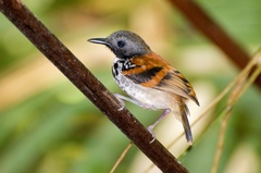 Hylophylax naevioides
