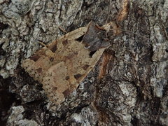 Rhynchaglaea scitula