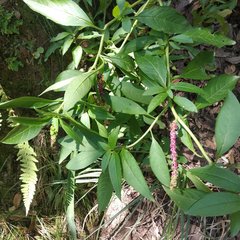 Phytolacca icosandra