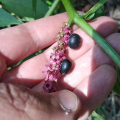 Phytolacca icosandra