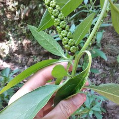 Phytolacca icosandra