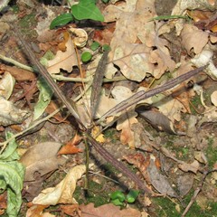 Pseudopanax crassifolius × lessonii