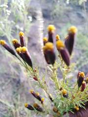 Tagetes coronopifolia