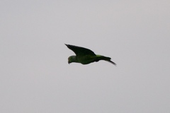 Amazona autumnalis salvini