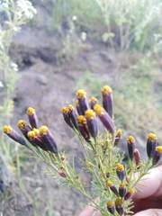 Tagetes coronopifolia