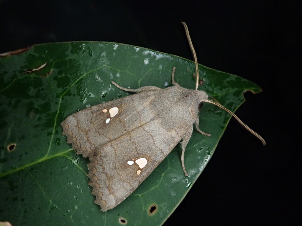 Eupsilia tripunctata
