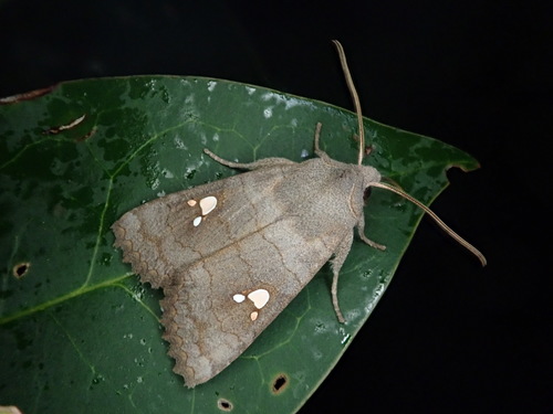 Eupsilia tripunctata