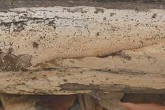 Hyphodontia arguta