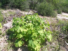 Cnidoscolus maculatus