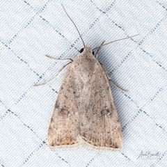 Micrathetis triplex