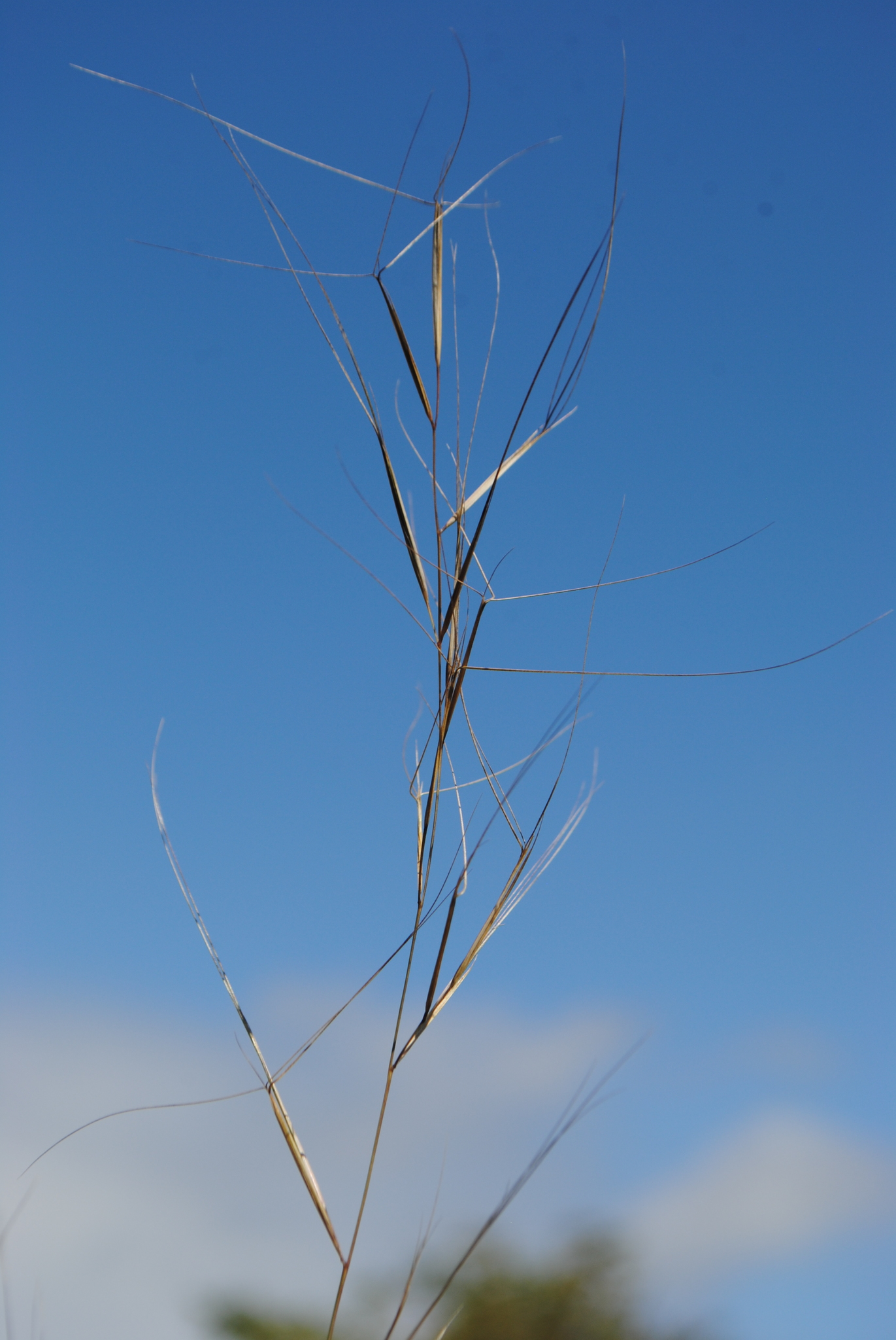 Aristida oligantha
