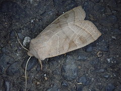 Orbona fragariae