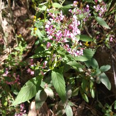 Lopezia racemosa