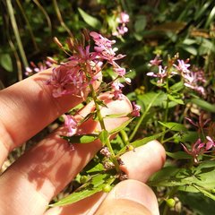 Lopezia racemosa
