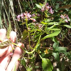 Lopezia racemosa