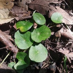Peperomia