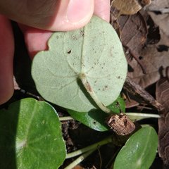Peperomia