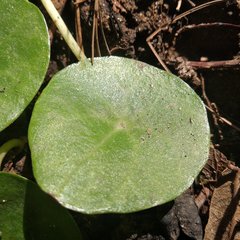 Peperomia