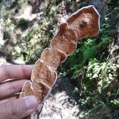 Fungi