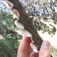 Fungi