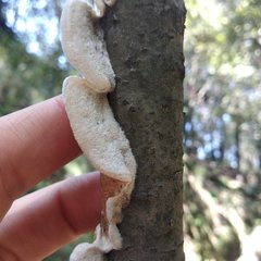 Fungi