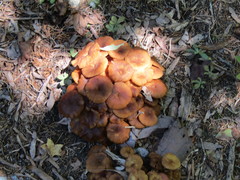 Desarmillaria caespitosa image