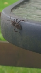 Leptoglossus clypealis