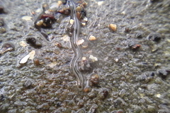 Nemertopsis bivittata