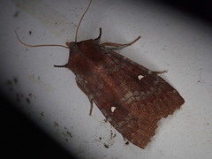 Eupsilia unipuncta