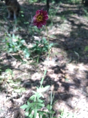 Cosmos scabiosoides
