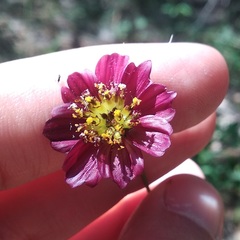 Cosmos scabiosoides