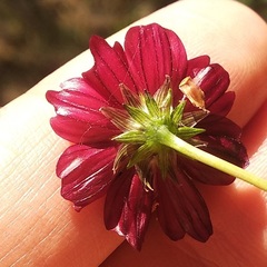 Cosmos scabiosoides