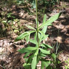 Cosmos scabiosoides
