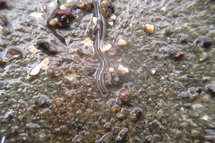 Nemertopsis bivittata