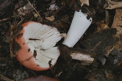 Russula subemetica