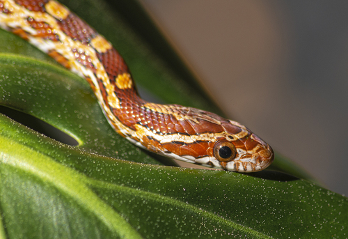Corn Snake