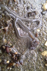 Nemertopsis bivittata