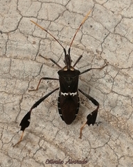 Leptoglossus zonatus