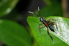 Polycyrtus neglectus