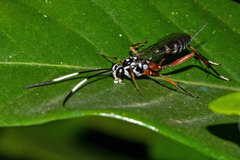 Polycyrtus neglectus