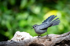 Dumetella carolinensis